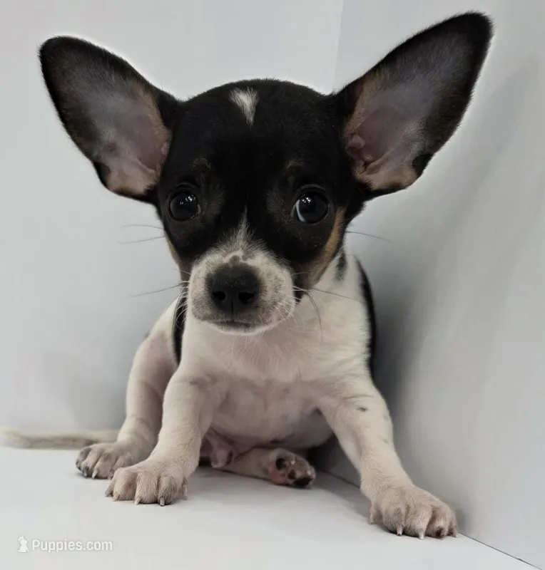 King Arthur  – Chihuahua puppy for sale in Augusta, GA