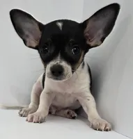 King Arthur , a male Chihuahua for sale in Augusta, GA – 1 of 5