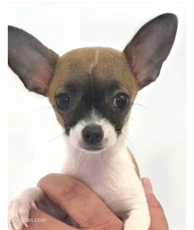 Gwen – Chihuahua puppy for sale in Augusta, GA
