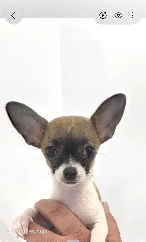 Guinevere – Chihuahua puppy for sale in Augusta, GA