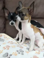 Gwen, a female Chihuahua for sale in Augusta, GA – 3 of 3