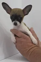 Guinevere, a female Chihuahua for sale in Augusta, GA – 6 of 10