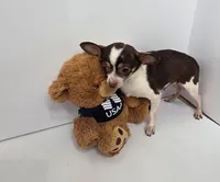 Thor, a male Chihuahua for sale in Augusta, GA – 3 of 4