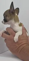 Guinevere, a female Chihuahua for sale in Augusta, GA – 10 of 10