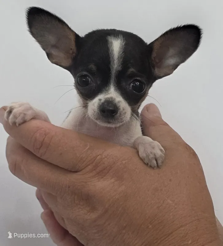Morganna  – Chihuahua puppy for sale in Augusta, GA