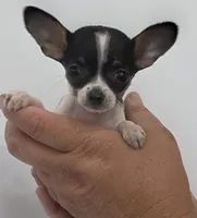 Morganna , a female Chihuahua for sale in Augusta, GA – 1 of 2