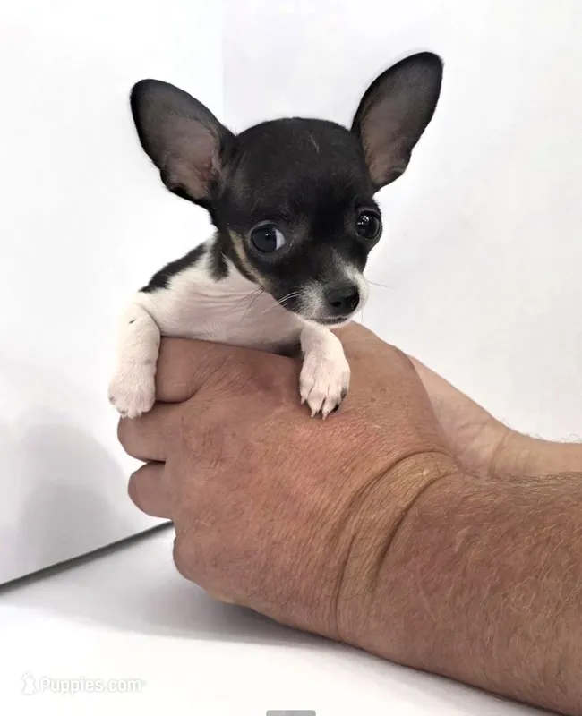 Sir Lancelot – Chihuahua puppy for sale in Augusta, GA