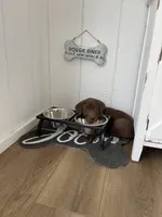 Mocha, a female Labrador Retriever for sale in Bartlett, IL – Photo 3 of 3