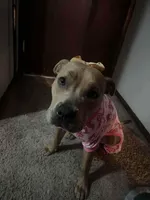 Nina , a female American Pit Bull Terrier for sale in Omaha, NE – Photo 1 of 2