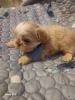 Cove, a male Shih Tzu for sale in Walker, LA – 2 of 5
