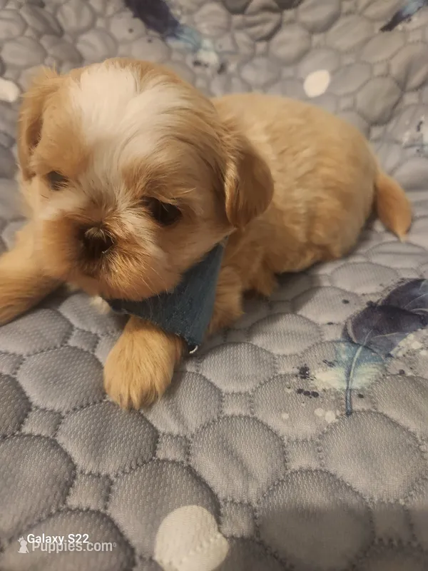 Cove – Shih Tzu puppy for sale in Walker, LA