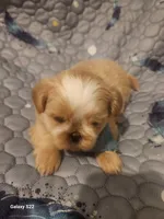Cove, a male Shih Tzu for sale in Walker, LA – 4 of 5