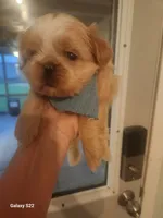 Cove, a male Shih Tzu for sale in Walker, LA – 3 of 5