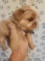 Cove, a male Shih Tzu for sale in Walker, LA – 5 of 5