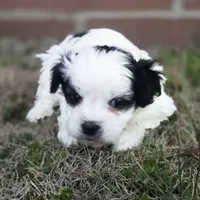 Prince Rupert (M), a male Maltese and Shih Tzu for sale in Collinsville, IL – Photo 4 of 4