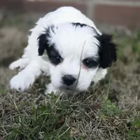 Prince Rupert (M), a male Maltese and Shih Tzu for sale in Collinsville, IL – Photo 1 of 4