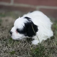 Prince Rupert (M), a male Maltese and Shih Tzu for sale in Collinsville, IL – Photo 3 of 4