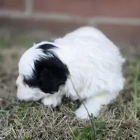 Prince Rupert (M), a male Maltese and Shih Tzu for sale in Collinsville, IL – Photo 2 of 4