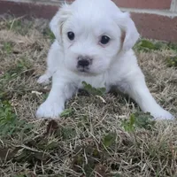 Princess Diana (F), a female Maltese and Shih Tzu for sale in Collinsville, IL – Photo 4 of 5