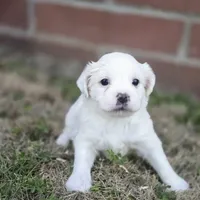 Princess Diana (F), a female Maltese and Shih Tzu for sale in Collinsville, IL – Photo 1 of 5