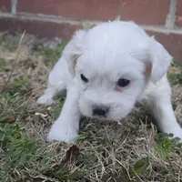 Princess Diana (F), a female Maltese and Shih Tzu for sale in Collinsville, IL – Photo 3 of 5