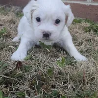 Princess Diana (F), a female Maltese and Shih Tzu for sale in Collinsville, IL – Photo 5 of 5