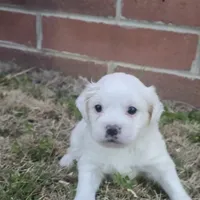 Princess Diana (F), a female Maltese and Shih Tzu for sale in Collinsville, IL – Photo 2 of 5