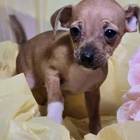 Taco, a female Chihuahua for sale in Collinsville, IL – Photo 4 of 4