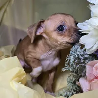 Taco, a female Chihuahua for sale in Collinsville, IL – Photo 2 of 4