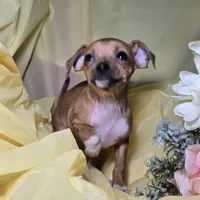 Taco, a female Chihuahua for sale in Collinsville, IL – Photo 3 of 4