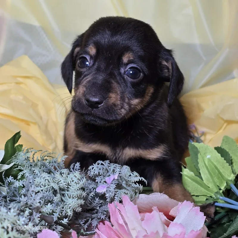 Cookie, a female Dachshund and Chihuahua for sale in Collinsville, IL – Photo 1 of 1