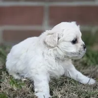 Prince Cloud (M), a male Maltese and Shih Tzu for sale in Collinsville, IL – Photo 4 of 4