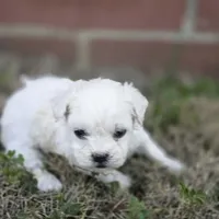 Prince Cloud (M), a male Maltese and Shih Tzu for sale in Collinsville, IL – Photo 1 of 4