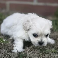 Prince Cloud (M), a male Maltese and Shih Tzu for sale in Collinsville, IL – Photo 3 of 4
