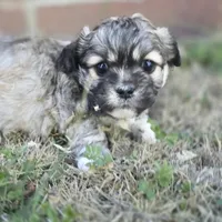 Prince Anton (M), a male Maltese and Shih Tzu for sale in Collinsville, IL – Photo 4 of 5