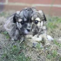 Prince Anton (M), a male Maltese and Shih Tzu for sale in Collinsville, IL – Photo 1 of 5