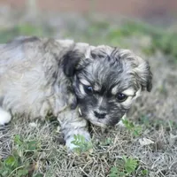 Prince Anton (M), a male Maltese and Shih Tzu for sale in Collinsville, IL – Photo 5 of 5