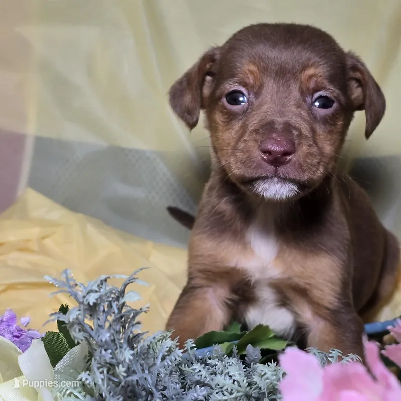 Rocky, a female Dachshund and Chihuahua for sale in Collinsville, IL – Photo 1 of 1