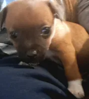 Dolly, a  Chihuahua for sale in Collinsville, IL – Photo 1 of 2