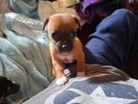 Dolly, a  Chihuahua for sale in Collinsville, IL – Photo 2 of 2