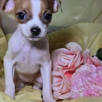 Legs , a female Chihuahua for sale in Collinsville, IL – Photo 4 of 4