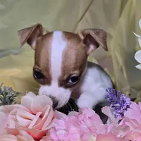 Legs , a female Chihuahua for sale in Collinsville, IL – Photo 3 of 4