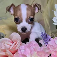 Legs , a female Chihuahua for sale in Collinsville, IL – Photo 2 of 4