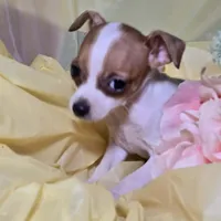 Legs , a female Chihuahua for sale in Collinsville, IL – Photo 1 of 4