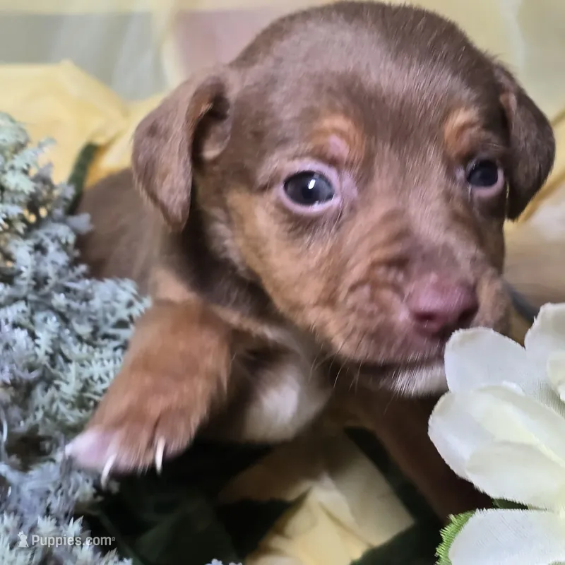 Dusty, a female Dachshund and Chihuahua for sale in Collinsville, IL – Photo 1 of 1