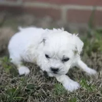 Princess Snowdrop (F), a female Maltese and Shih Tzu for sale in Collinsville, IL – Photo 4 of 4