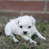 Princess Snowdrop (F), a female Maltese and Shih Tzu for sale in Collinsville, IL – Photo 2 of 4
