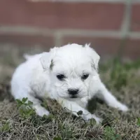 Princess Snowdrop (F), a female Maltese and Shih Tzu for sale in Collinsville, IL – Photo 3 of 4