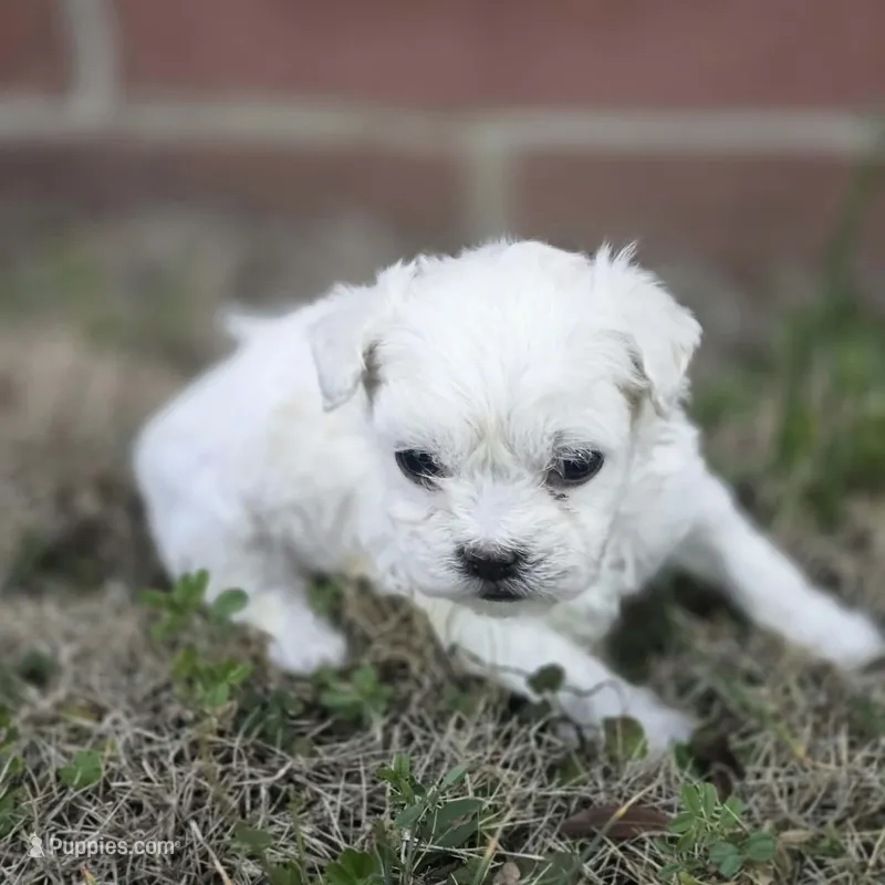 Princess Snowdrop (F)