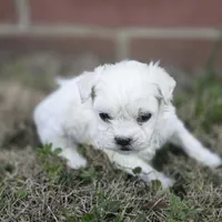 Princess Snowdrop (F), a female Maltese and Shih Tzu for sale in Collinsville, IL – Photo 1 of 4